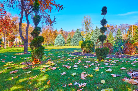 The beautiful autumn park with trimmed thujas, lush green lawn, covered with red and yellow autumn foliage, Mezhyhirya, Ukraineのeditorial素材