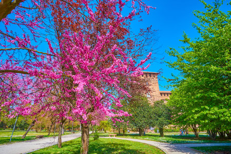 The alley with blooming pink and purple Eastern Redbud trees in Visconti Castle park, Pavia, Italyのeditorial素材