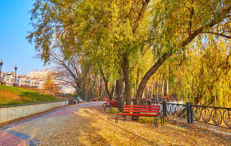 The scenic embankment of Dnieper River with spread trees, willow foliage on the ground and wooden benches, Obolon, Kyiv, Ukraineの写真素材