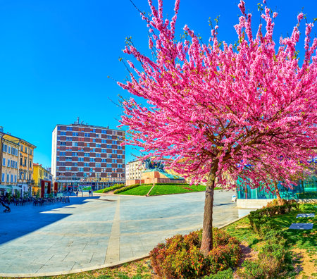 MONZA, ITALY - APRIL 11, 2022: Blooming cherry tree on street of Monza town, on April 11 in Monza, Italyのeditorial素材