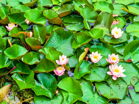 Blossom of Nymphaea Colorado (waterlily) on the lakeの写真素材