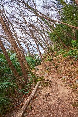 The tilted dense forest with tall trees and narrow footpath, running down the slope of Monte Bre, Lugano, Switzerlandの写真素材