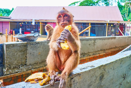 The macaque holds banana in courtyard of Wat Suwan Kuha Cave Temple (Monkey Temple), Phang Nga, Thailandの写真素材