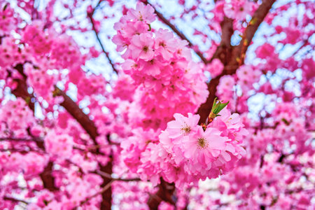 Amazing Japanese Cherry during spring blossom, Lugano, Ticino, Switzerland