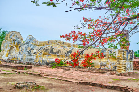 The statue of Reclining Buddha Wat Lokaya Sutha behind the blooming branch of flame tree, Ayutthaya, Thailandの写真素材