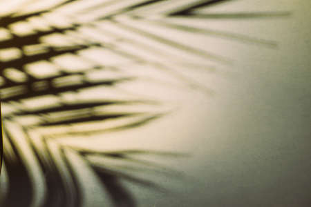 shadows from palm leaves on gray background for design
