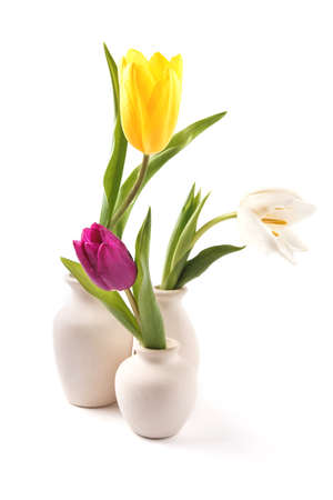 three color tulips isolated on white, standing in vasesの写真素材