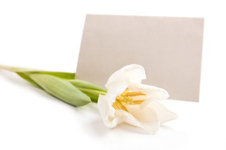Tulips with sheet of paper for romantic letterの写真素材