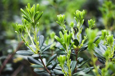 fresh green leaves, spring concept, new life of natureの写真素材