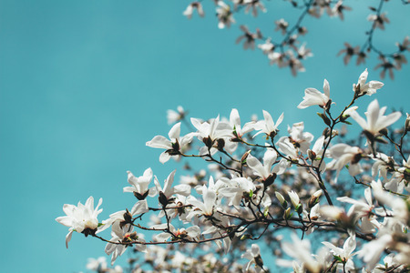 White Magnolia flowers, blue sky background.の写真素材
