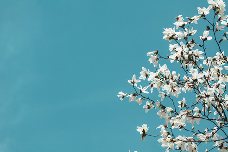 White Magnolia branch flowers, blue sky background.の写真素材