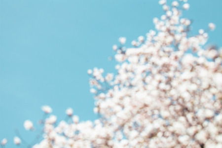 Blured white Magnolia flowers, blue sky background.