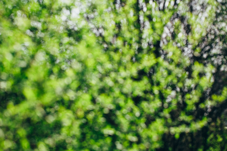 Branch with fresh green leaves over blurred green leaves background, spring.の写真素材