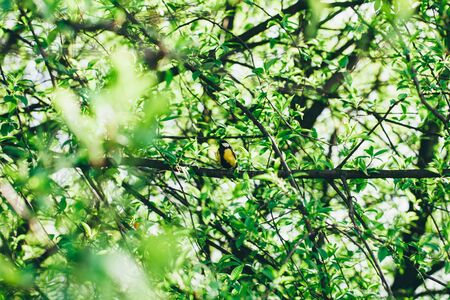 Branch with fresh green leaves over blurred green leaves background, spring.の写真素材