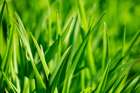 Background of fresh green grass in sunshine