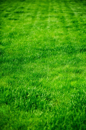 Background of fresh green grass in sunshine