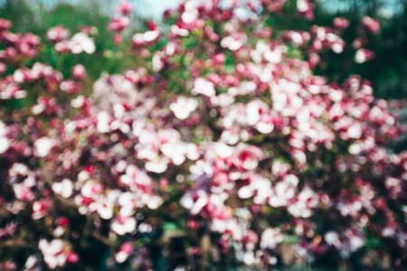 Spring magnolia tree flowers bokeh, flower backgroundの写真素材