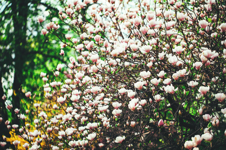 Beautiful white magnolia blossoms in the springの写真素材