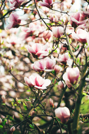 Beautiful pink magnolia blossoms in the springの写真素材