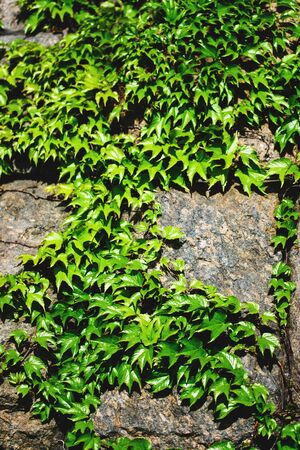 Old stone wall and green fresh dynamic ivy on it