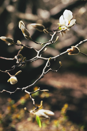Beautiful white magnolia blossoms in the springの写真素材