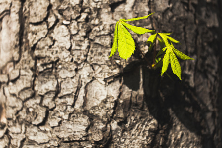 Fresh green chestnut leaves on old wood trunkの写真素材