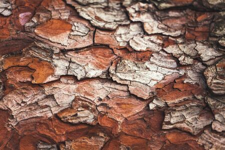 Old wood texture with very deep cracks
