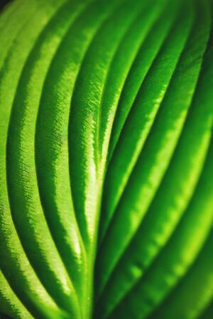 Lush green leaf texture background, concept of natureの写真素材