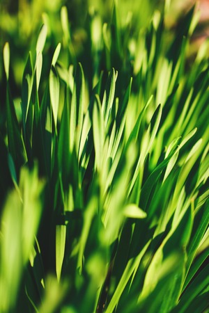 Background of fresh green grass in sunshineの写真素材