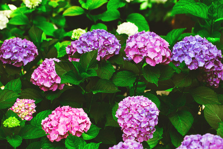 Many beautiful multi-colored hydrangea flowers on the bushの写真素材