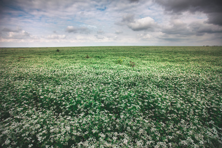 Beautiful blooming buckwheat field with cloudy skyの写真素材