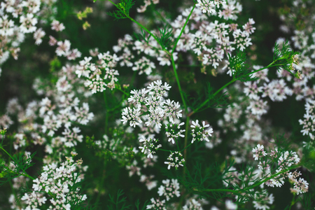 Beautiful background of white flowers of buckwheatの写真素材