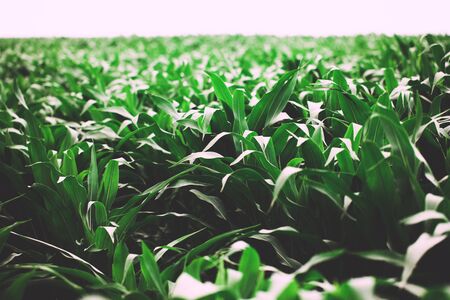 Beautiful green corn field with cloudy sky in the backgroundの写真素材