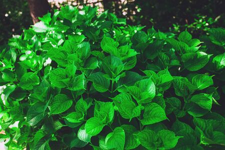 Bright lush green leaves background with reflections of the sunの写真素材