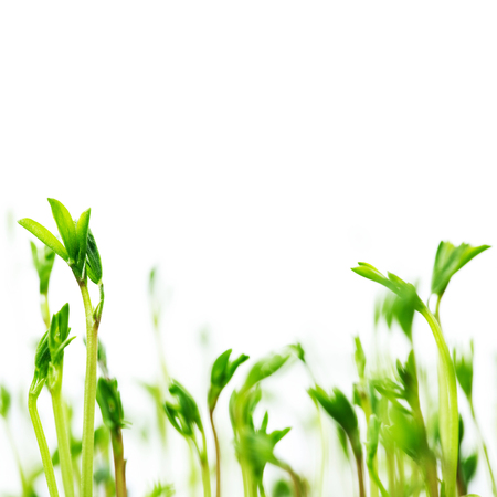 New life of  lentils - ftesh little green spouts on white background, close up. Macro. Eco concept. Isolated on whiteの写真素材
