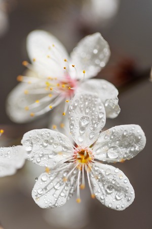 Beautiful spring white flowers on a tree with drops of dew on petals.の写真素材