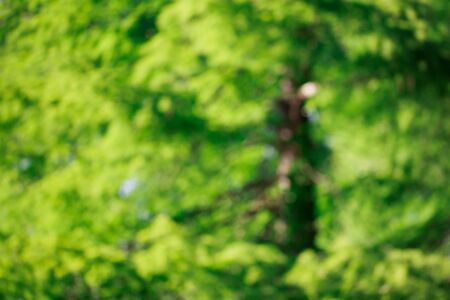 Blur fresh green leaves in bokeh, beautiful abstract background.の写真素材
