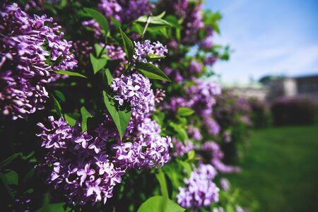 Branch with spring lilac flowers and green leaves. Lilac bush over blue sky.の写真素材