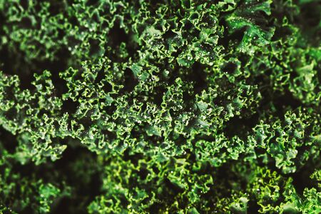 Fresh raw green chopped kale leaves background made of leaves with water drops.の写真素材
