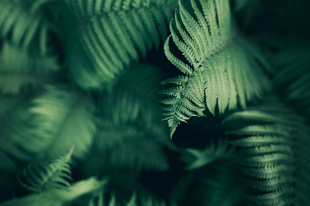 Beautiful fern leaves, macroの写真素材