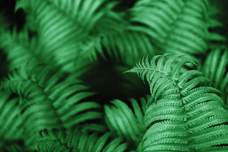 Beautiful fern leaves, macroの写真素材