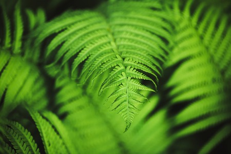 Beautiful fern leaves, macroの写真素材
