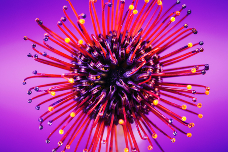 Exotic flower over ultra violet background, macro. Red protea or pincushion flower.の写真素材