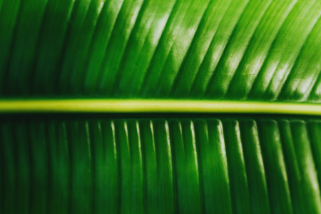 Tropical leaf macroの写真素材