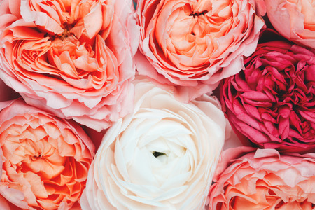 Background made of rosesの写真素材