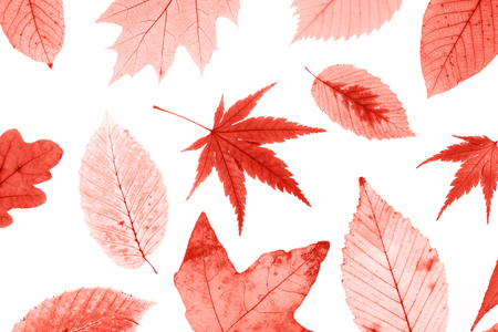 Group of different beautiful autumn leaves in Living Coral - color of the year 2019. Isolated on white background. Fall concept. Flat lay.の写真素材
