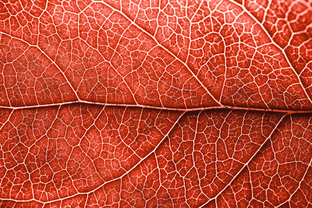 Autumn leaf with brown spots. Skeleton leaf background with details. Macro. Living Coral - Color of the Year 2019.の写真素材