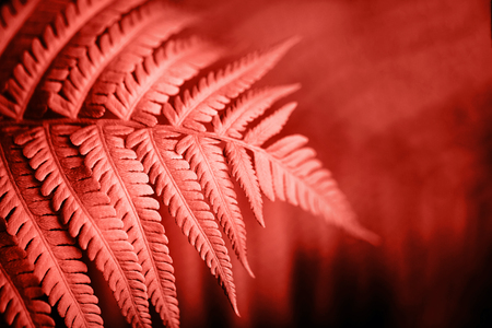 Beautiful fern leaves foliage. Natural floral fern background. Living Coral creative and moody color of the picture.の写真素材