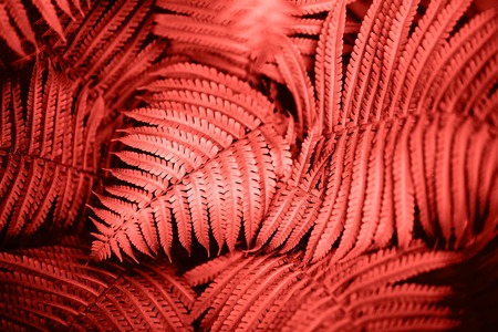 Beautiful fern leaves foliage. Natural floral fern background. Living Coral creative and moody color of the picture.の写真素材