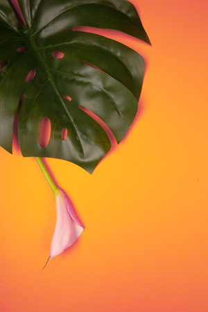 Tropical background with monstera, anthurium, calla on yellow background. Ispired by color of the year 2019 - Living Coral.の写真素材